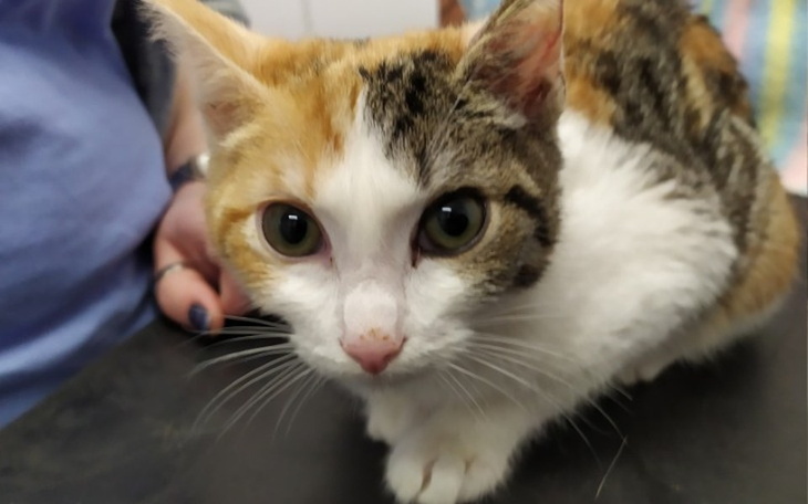 Zbiórka Elin-Straciła dom,walczy o życie - zdjęcie główne