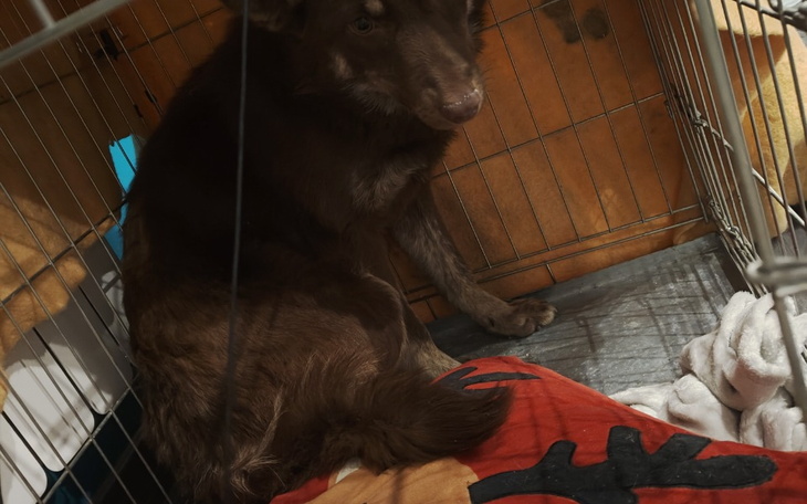 Ciemny pies siedzący w klatce, z widocznym zainteresowaniem.