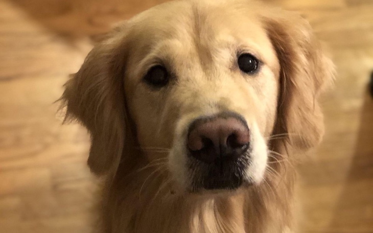 Zbiórka Jedzenie Dla Mojego Psa - zdjęcie główne