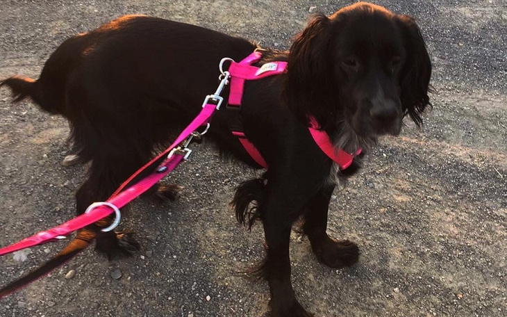 Zbiórka Na diagnozę i leczenie Belli - zdjęcie główne