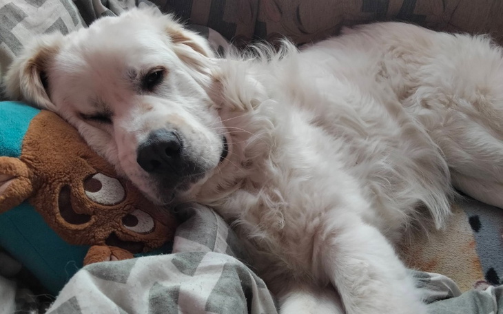 Zbiórka Na operację bioder dla Lucky - zdjęcie główne