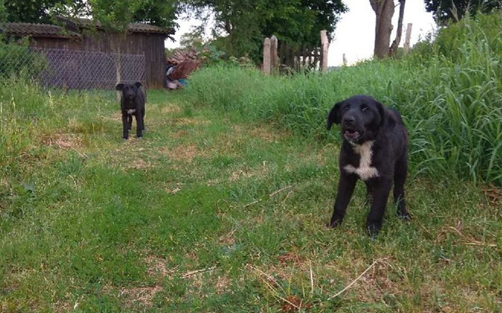 Zbiórka Szczeniaki spod lasu - zdjęcie główne