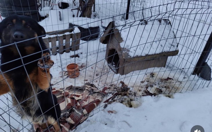 Pies w klatce, z nieprzyjemnym otoczeniem, potrzebujący pomocy.