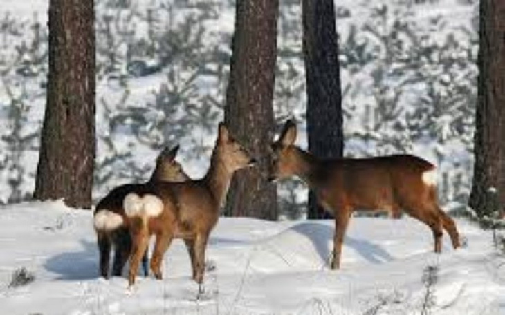 Zbiórka Pomoc zwierzętom brak pokarmu - zdjęcie główne