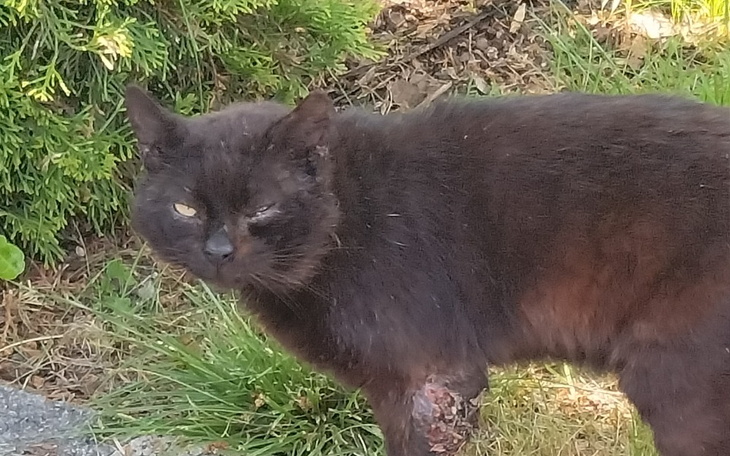 Zbiórka Szeryf-wojownik z działek - zdjęcie główne