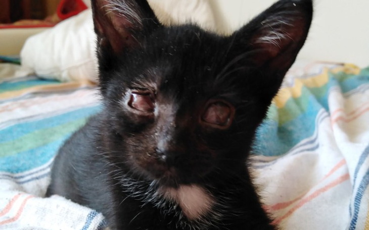 Zbiórka Sfora prosi o pomoc - zdjęcie główne