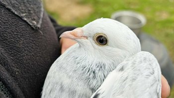 Zbiórka Nowy gołębnik naszych ptaków - miniaturka zdjęcia