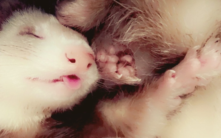 Zbiórka Fretka potrzebuje pomocy - zdjęcie główne