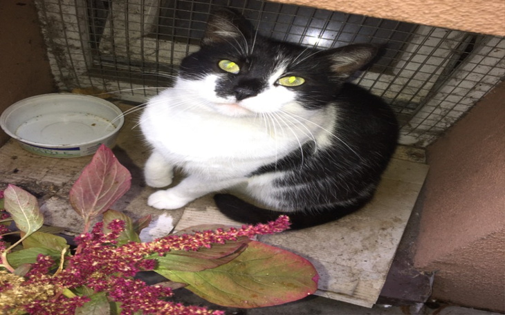 Zbiórka Domek dla bezdomnych kotków - zdjęcie główne