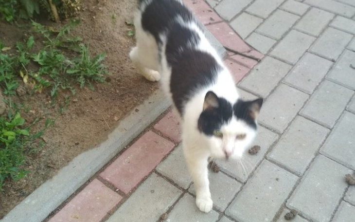 Zbiórka Berta wolnożyjąca 10 latka - zdjęcie główne