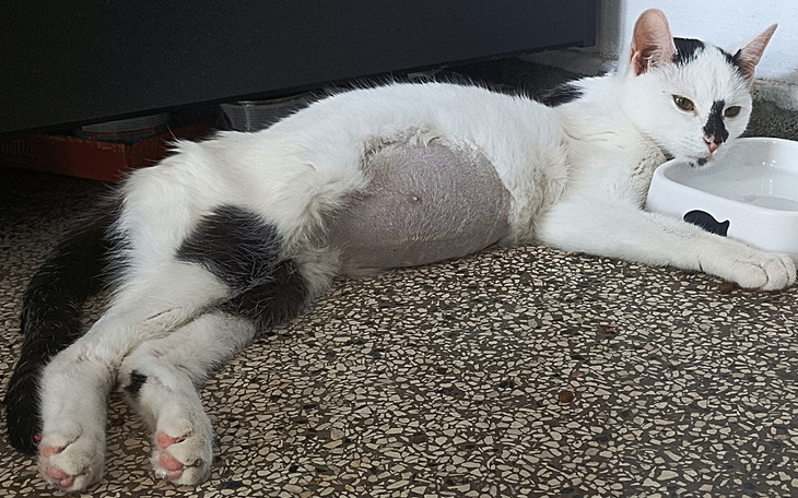 Zbiórka Uratuj kotka Ksero - zdjęcie główne