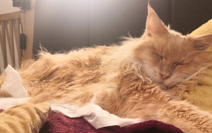 Zbiórka Powrót do sprawności Rudzika - zdjęcie główne