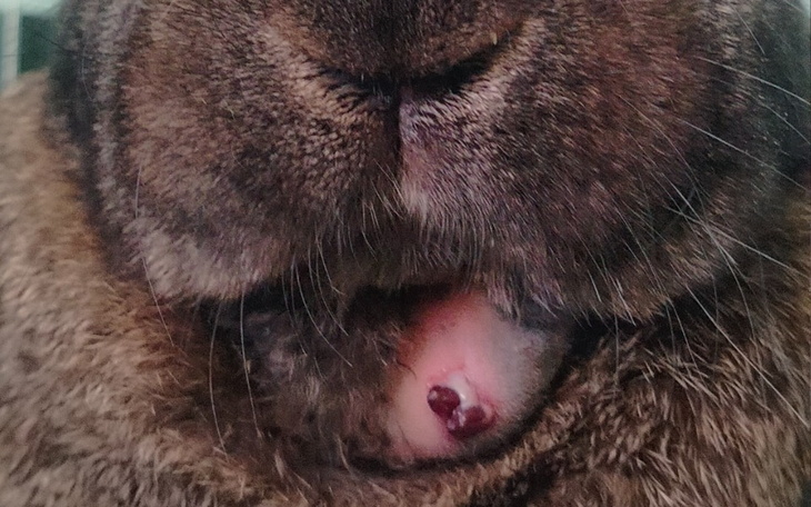 Zbiórka Stefan walczy z ropniem - zdjęcie główne