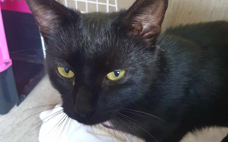 Zbiórka Otwarcie schroniska dla kotów - zdjęcie główne