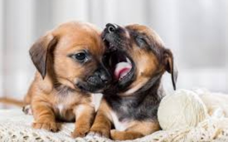 Zbiórka Na schroniskoo - zdjęcie główne