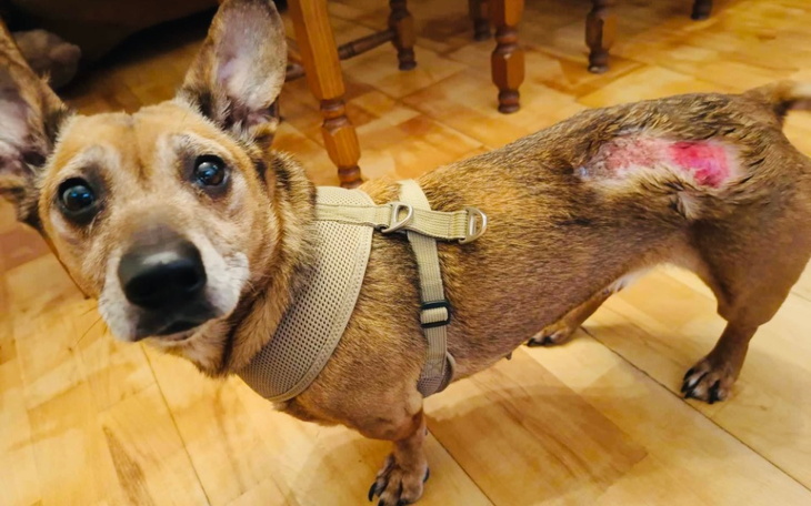 Pies z raną na nodze, z wyrazem zmartwienia.