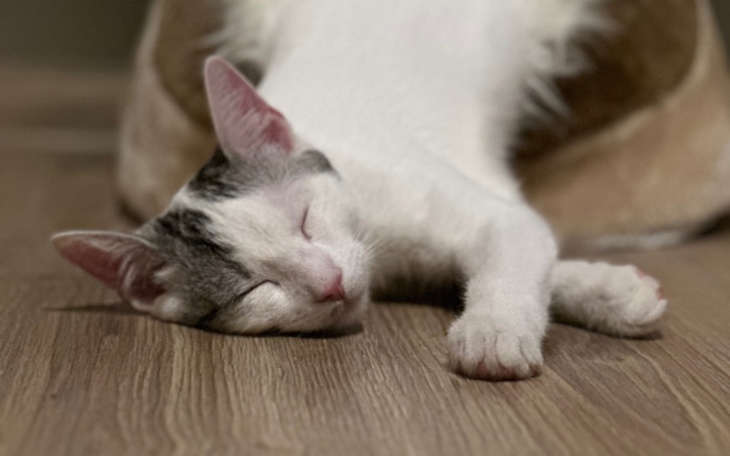 Zbiórka Pomóżcie uratować Lumka - zdjęcie główne