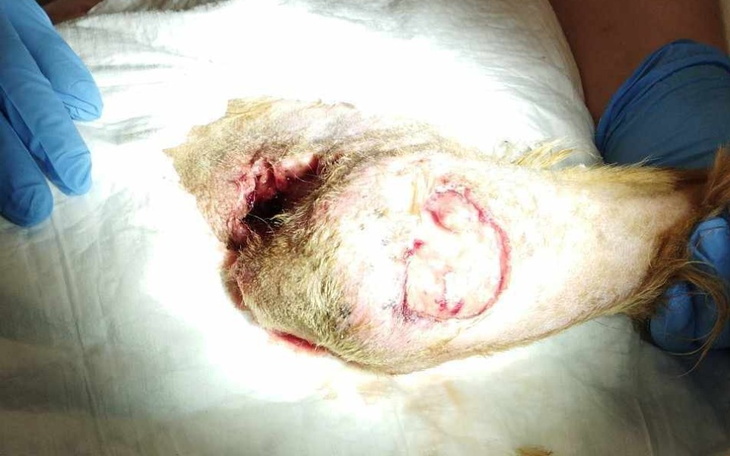 Zbiórka Wracaj do zdrowia piesku - zdjęcie główne