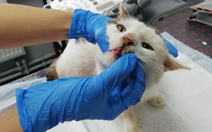 Zbiórka Chory Bławatek - zdjęcie główne