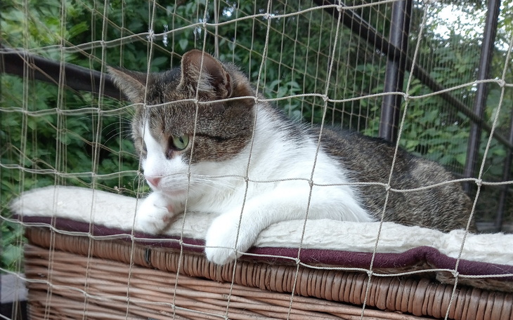 Zbiórka Na dokarmianie i leczenie kotów - zdjęcie główne