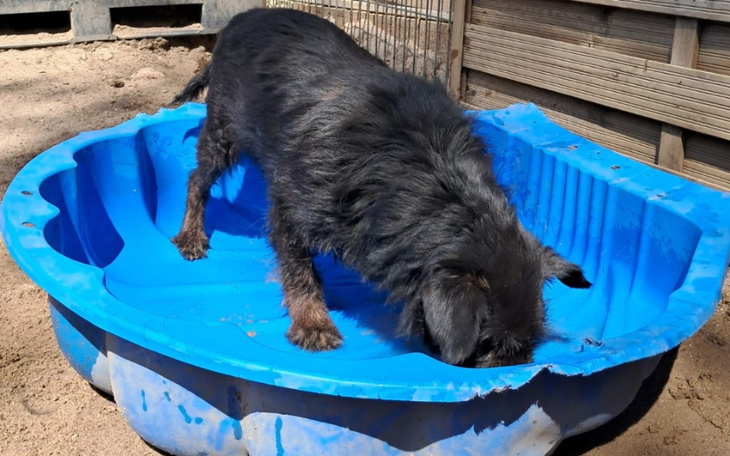 Zbiórka Pomóż zwierzętom w walce o wodę - zdjęcie główne