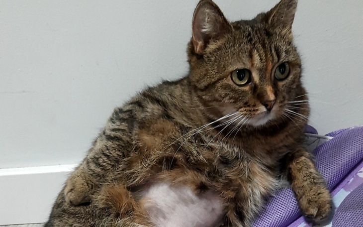 Zbiórka Na wyleczenie Neli z FIP - zdjęcie główne