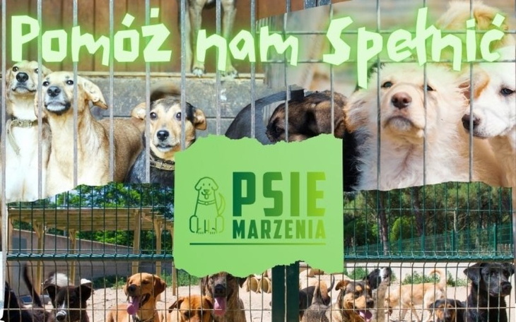 Pomóż psom znaleźć dom i spełnić ich marzenia.
