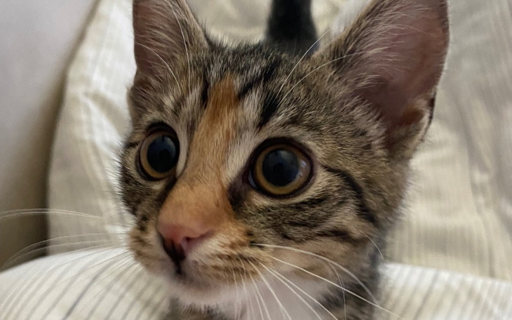 Zbiórka leczenie Halinki - zdjęcie główne