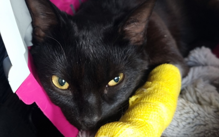 Zbiórka Na operację Mruczka - zdjęcie główne