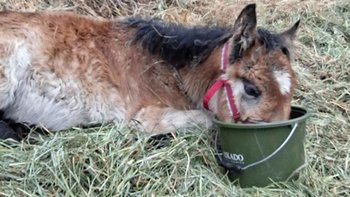Zbiórka Na ratunek dla Kruszynki - miniaturka zdjęcia