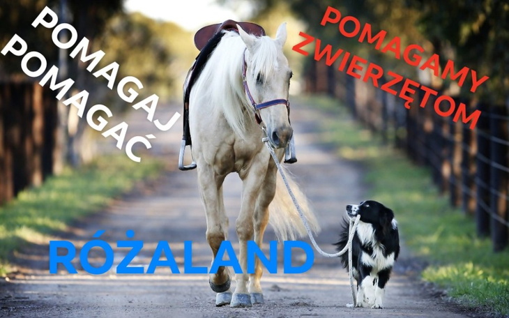 Zbiórka Pomagamy zwierzakom- Różaland - zdjęcie główne