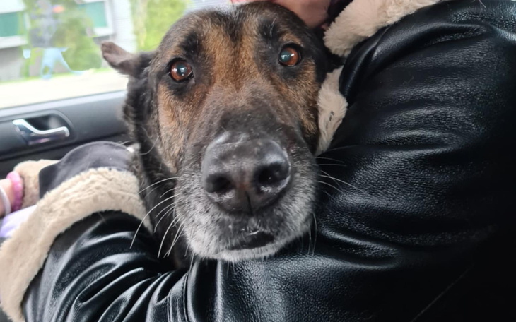 Pies w ramionach właściciela, z wyrazem miłości.