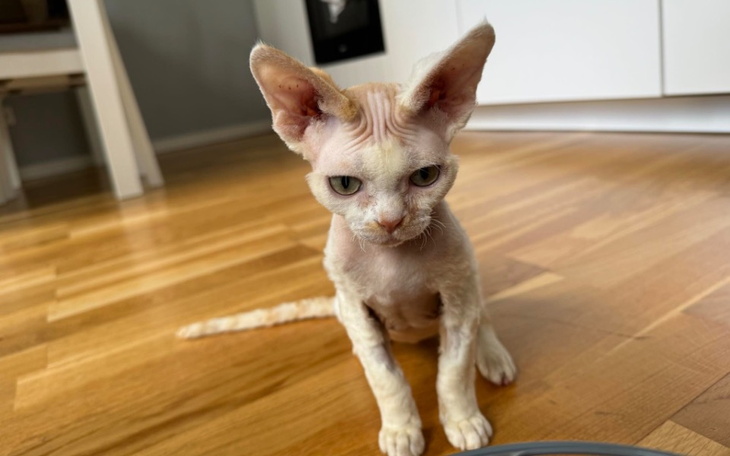 Zbiórka Dzielny Charlie - zdjęcie główne