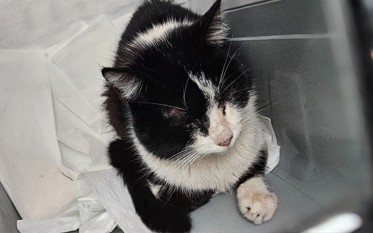 Zbiórka Leczenie kota Tadzika - zdjęcie główne