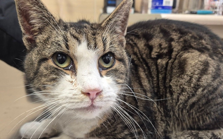 Kot w schronisku, czeka na nowy dom.