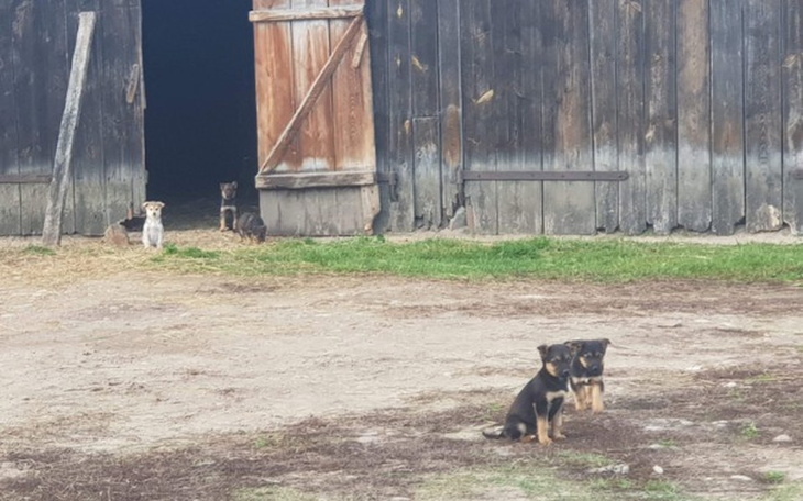 Zbiórka Ratujemy SZCZENIAKI - zdjęcie główne