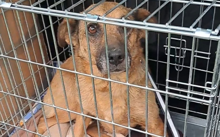 Zbiórka Pomoc dla Suczki i dzieci w tym - zdjęcie główne