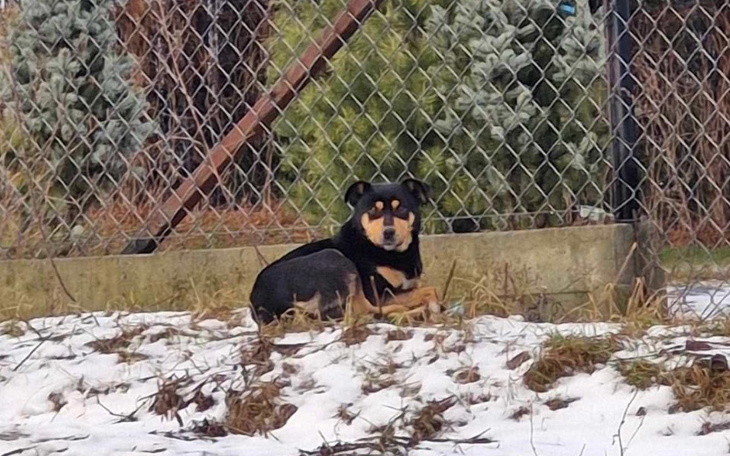 Pies leżący na śniegu w ogrodzie.