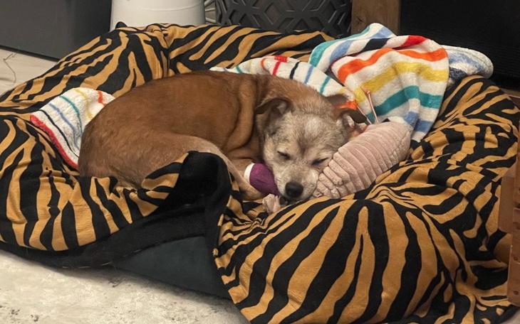 Pies śpiący w wygodnym legowisku z kolorowymi kocami.