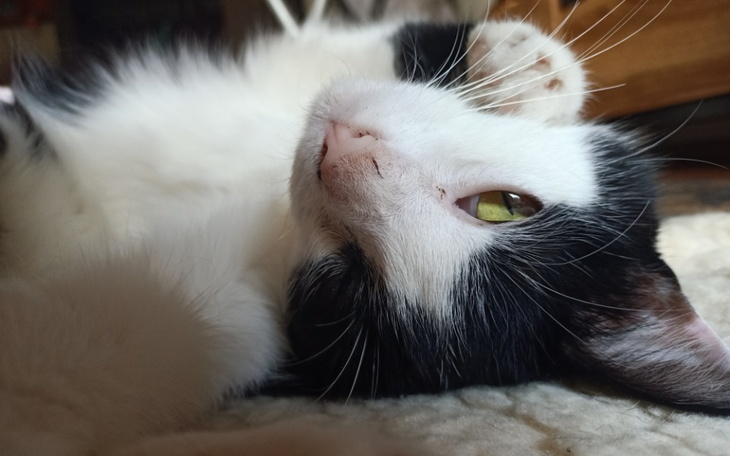 Zbiórka Takeo kontra choroba na 3 litery - zdjęcie główne