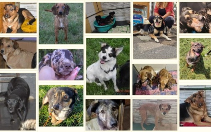 Zbiórka To koniec pomocy dla zwierząt - zdjęcie główne