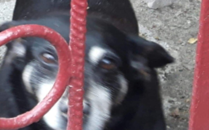 Zbiórka Na karme oraz ciepłe posłanie - zdjęcie główne