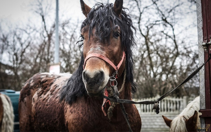 Zbiórka Skaryszew 2020. RATUJ KONIE - zdjęcie główne