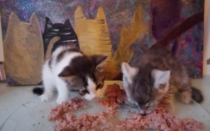 Zbiórka Wywalone jak śmieci zbierają na - zdjęcie główne