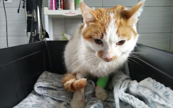 Zbiórka Porzucony Rudzik walczy o życie - zdjęcie główne