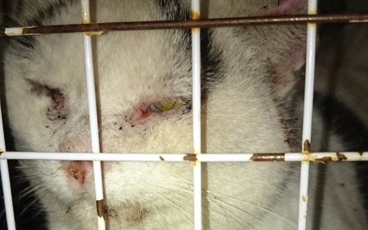 Zbiórka Misio ma raka PŁASKONABŁONKOWEGO - zdjęcie główne