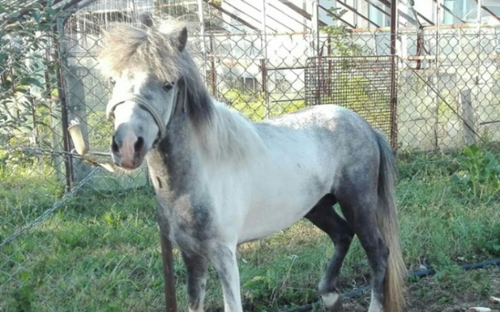 Zbiórka Ochwacony kucyk prosi o życie! - zdjęcie główne