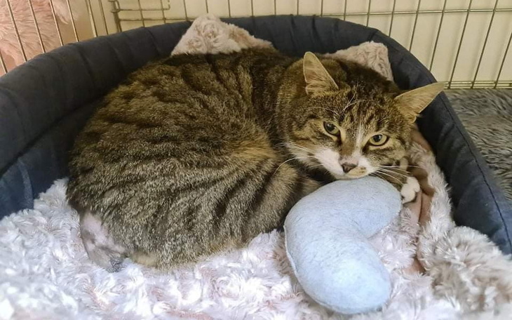 Zbiórka Ogonek musi żyć - zdjęcie główne