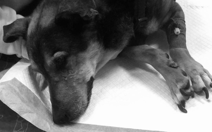 Chory pies leżący na stole, z kroplówką.