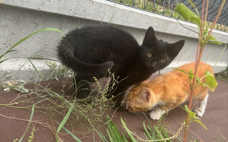 Zbiórka Ratujmy 4 kociaki - zdjęcie główne